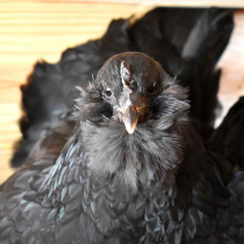 Black easter egger hen