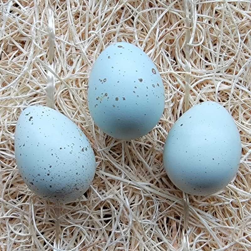 Celadon Coturnix Quail Hatching Eggs Discontinued