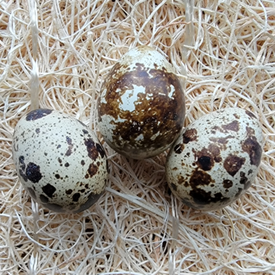 White Crested Black Polish Day Old Chicks