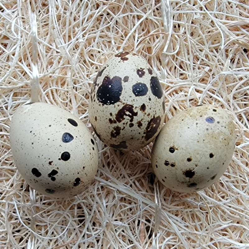 Jumbo Brown Coturnix Quail Hatching Eggs - Discontinued