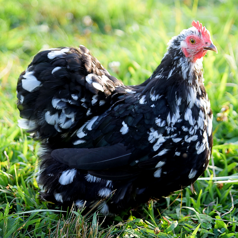 Mottled Cochin Bantam Day Old Chicks, Gender: Female