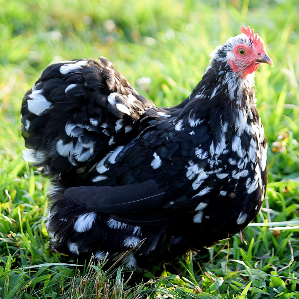 Mottled Cochin Bantam Day Old Chick