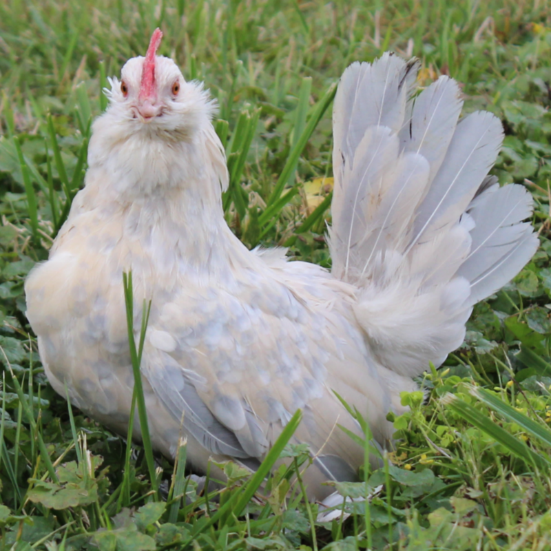 Porcelain Belgian Bearded d&#39;Uccle Bantam Day Old Chicks, Gender: Female