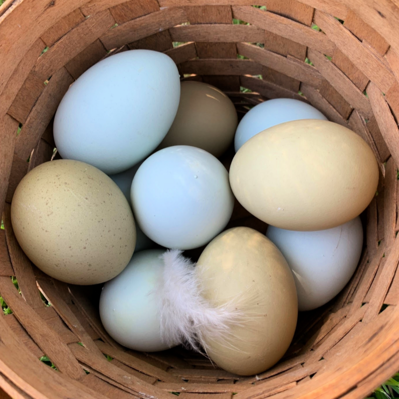 Colorful Egg Layer Assortment Day Old Chicks