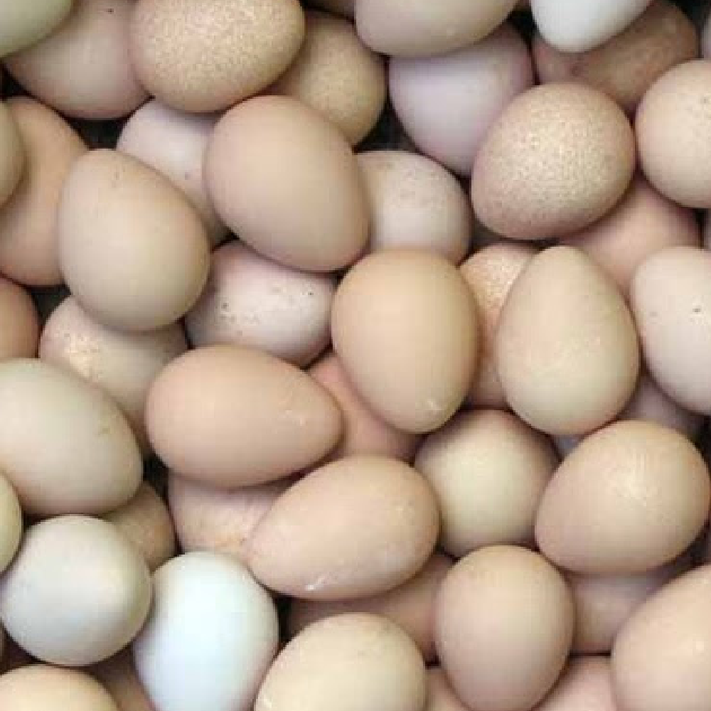 Assorted Guinea Hatching Eggs - Dozen