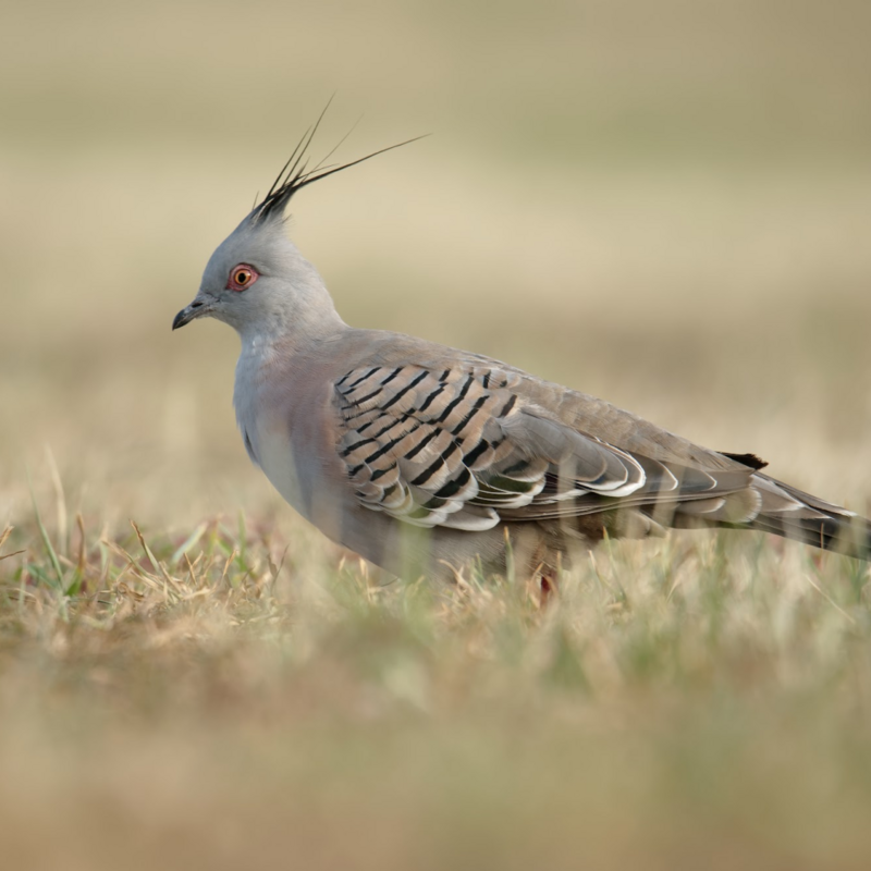 Crested Pigeon Juvenile Pair