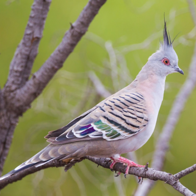 Crested Pigeon 6 Month Old Pair