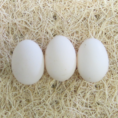 Assorted Silkies Bantam Hatching Eggs
