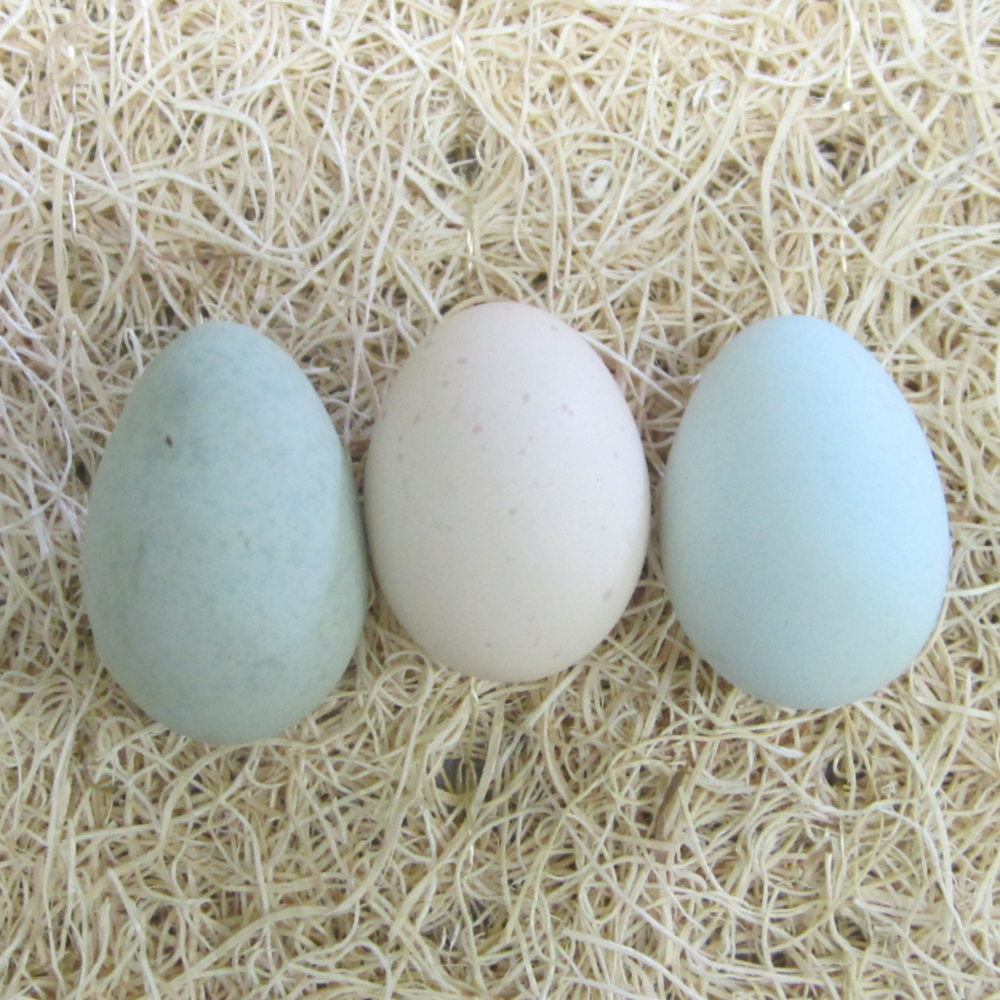 Easter Egger Bantam Hatching Eggs