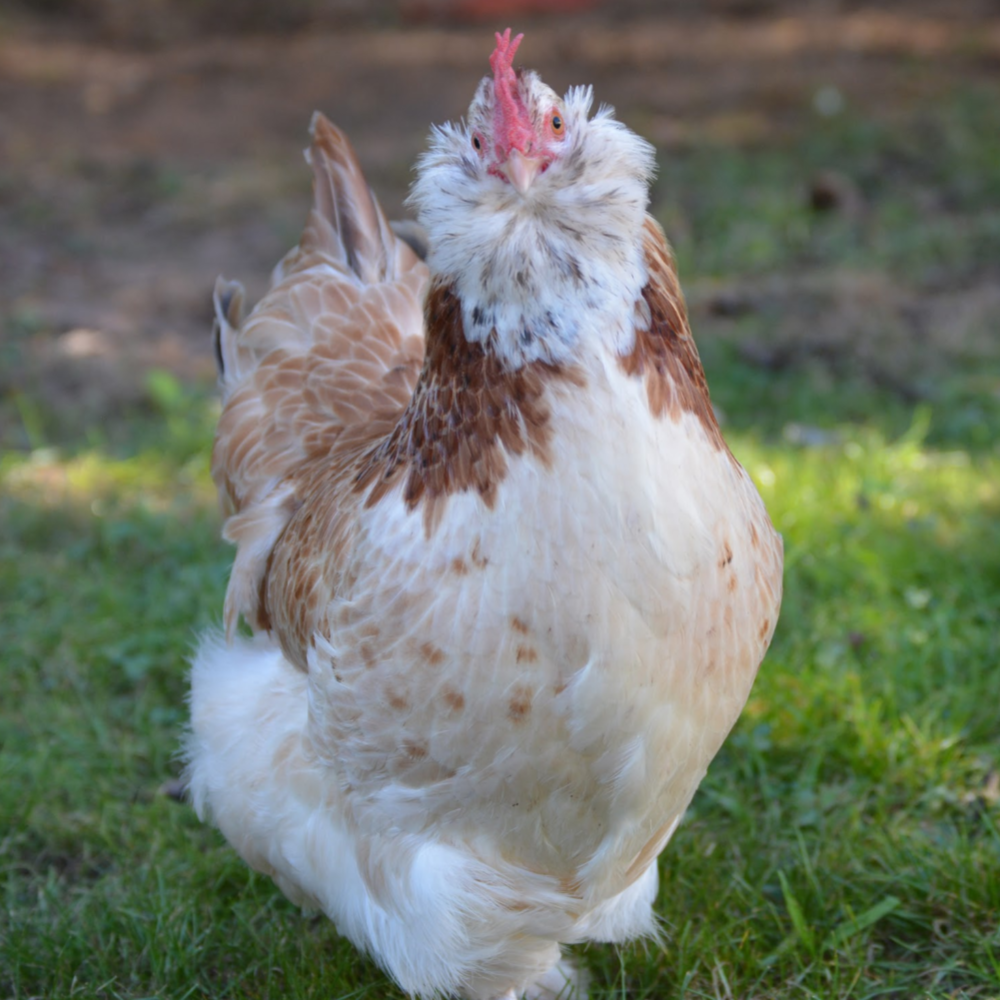 Salmon Faverolles Hatching Eggs