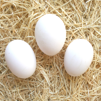 Black Sumatra Hatching Eggs