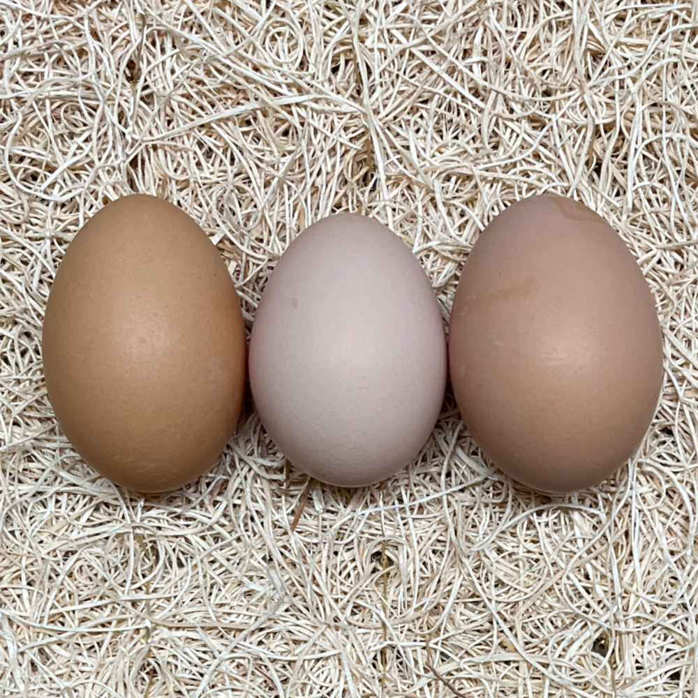 Black Australorp Day Old Chicks