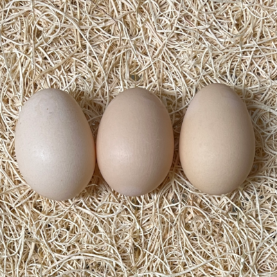 Buff Brahma Bantam Hatching Eggs
