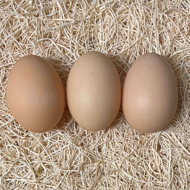 Light Brahma Hatching Eggs