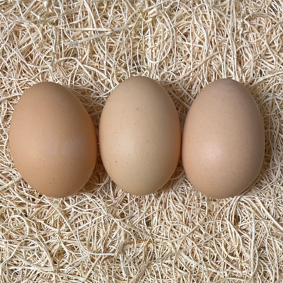 Light Brahma Hatching Eggs