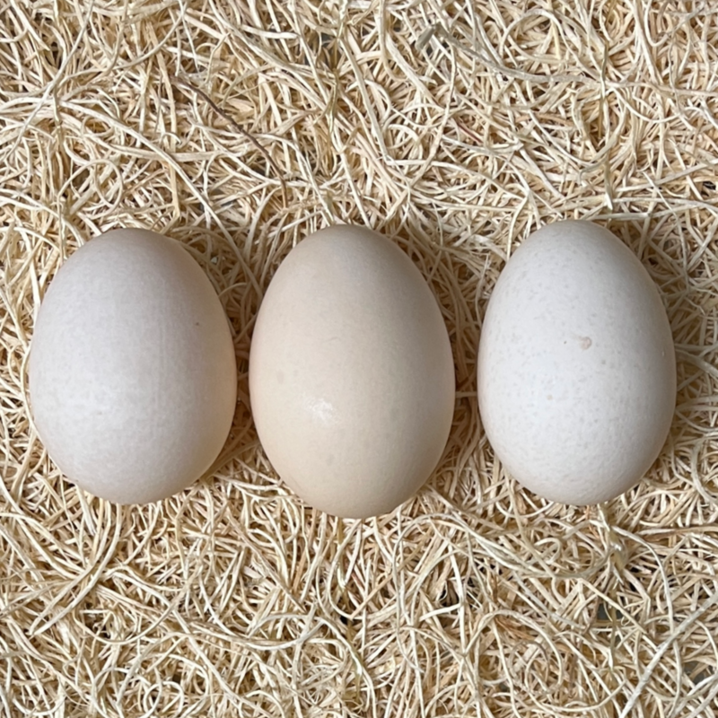 Mottled Cochin Bantam Hatching Eggs