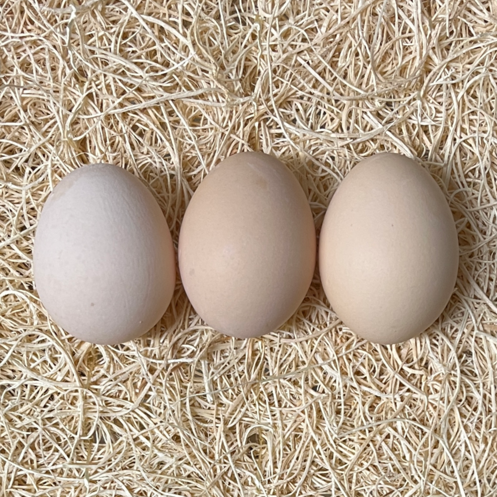 Salmon Faverolles Day Old Chicks