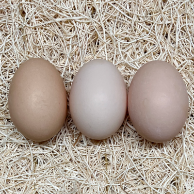 Partridge Cochin Hatching Eggs