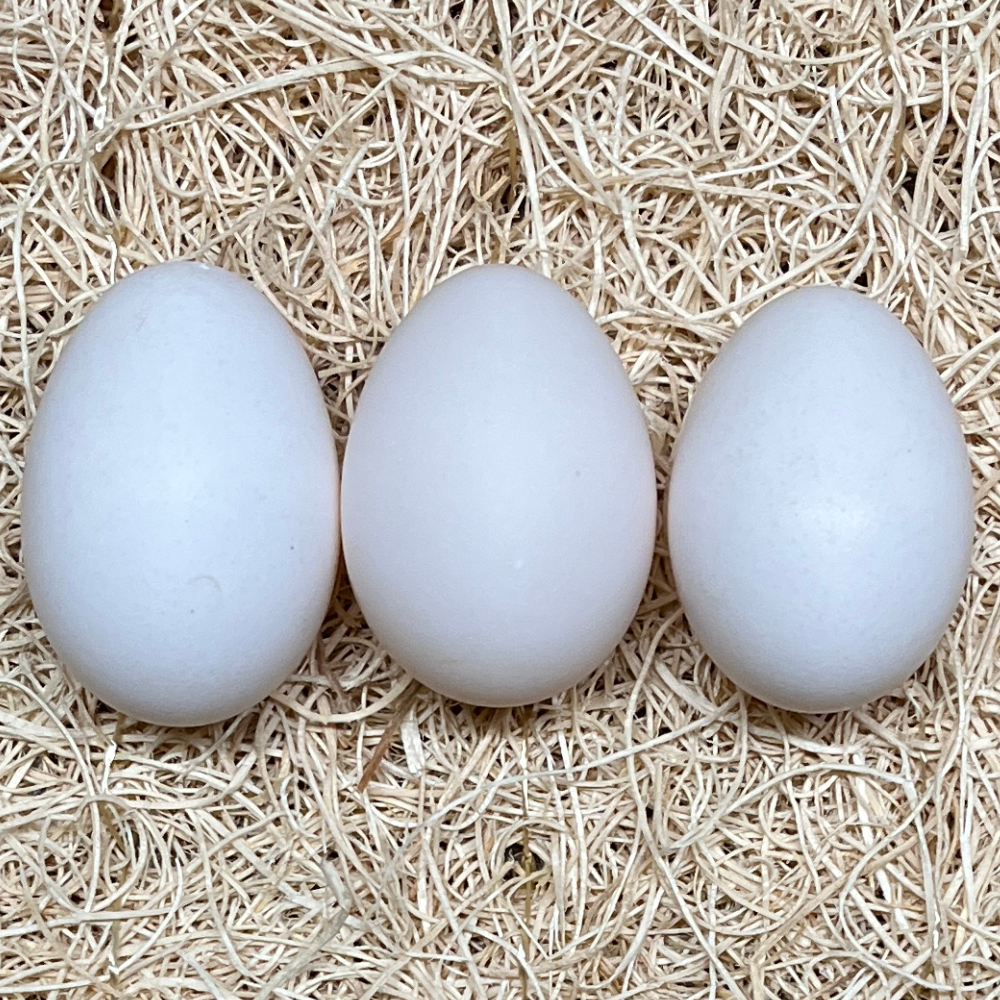 White Crested Blue (BBS) Polish Day Old Chicks