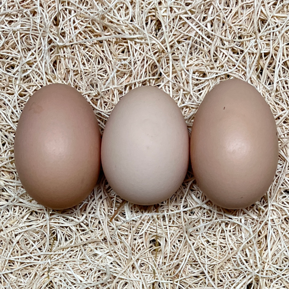 Hatching Egg Cleaner - Valley Hatchery