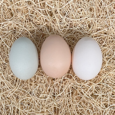 Bantam Chicken Hatching Eggs