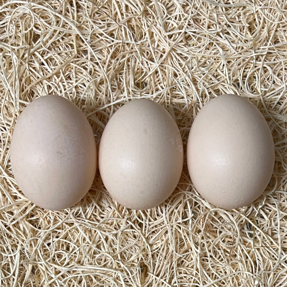 Black Frizzle Cochin Bantam Hatching Egg