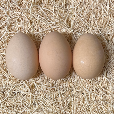 Buckeye Hatching Eggs