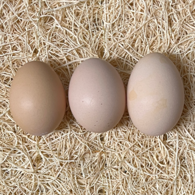 Blue (BBS) Orpington Hatching Eggs