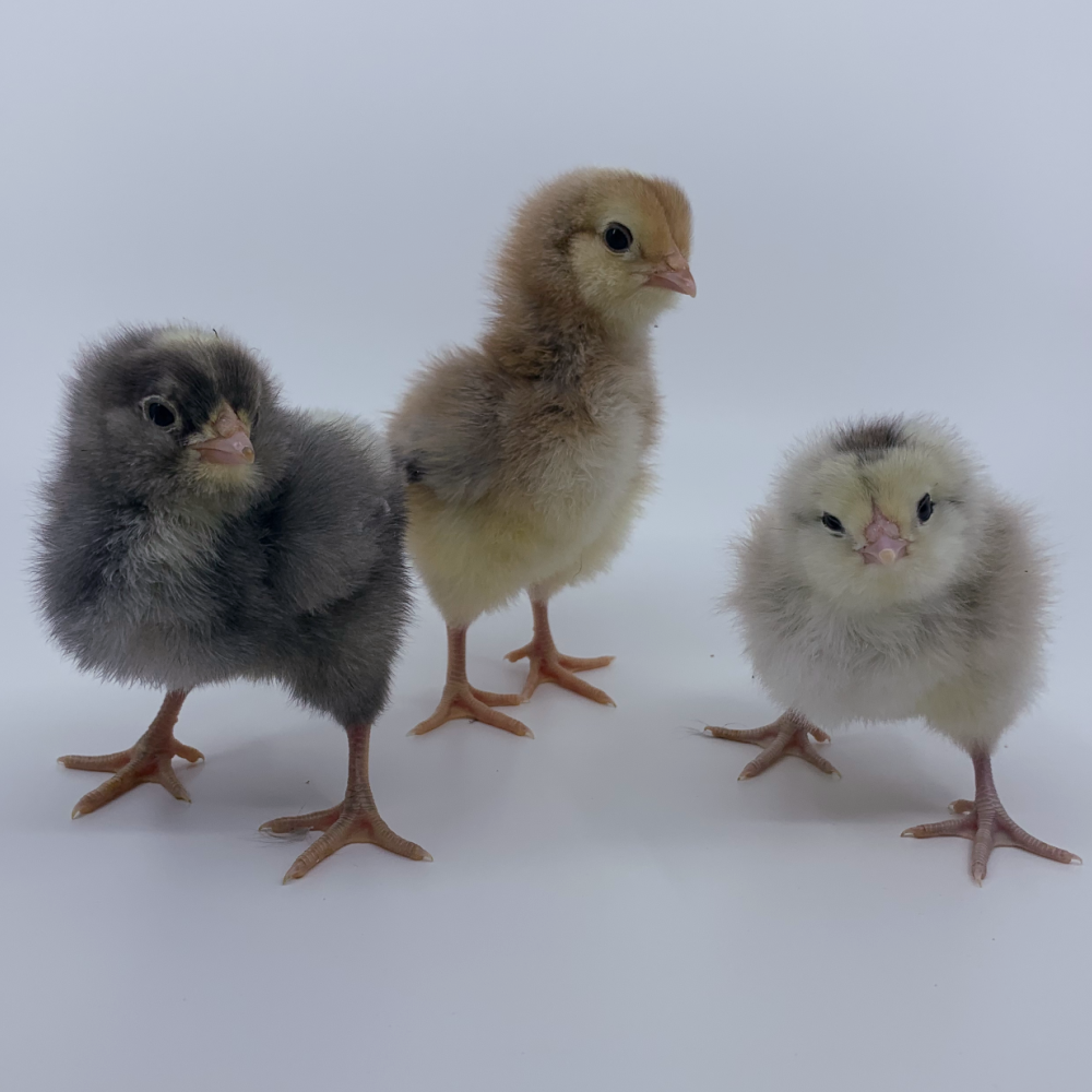 Frizzle easter egger hatching eggs