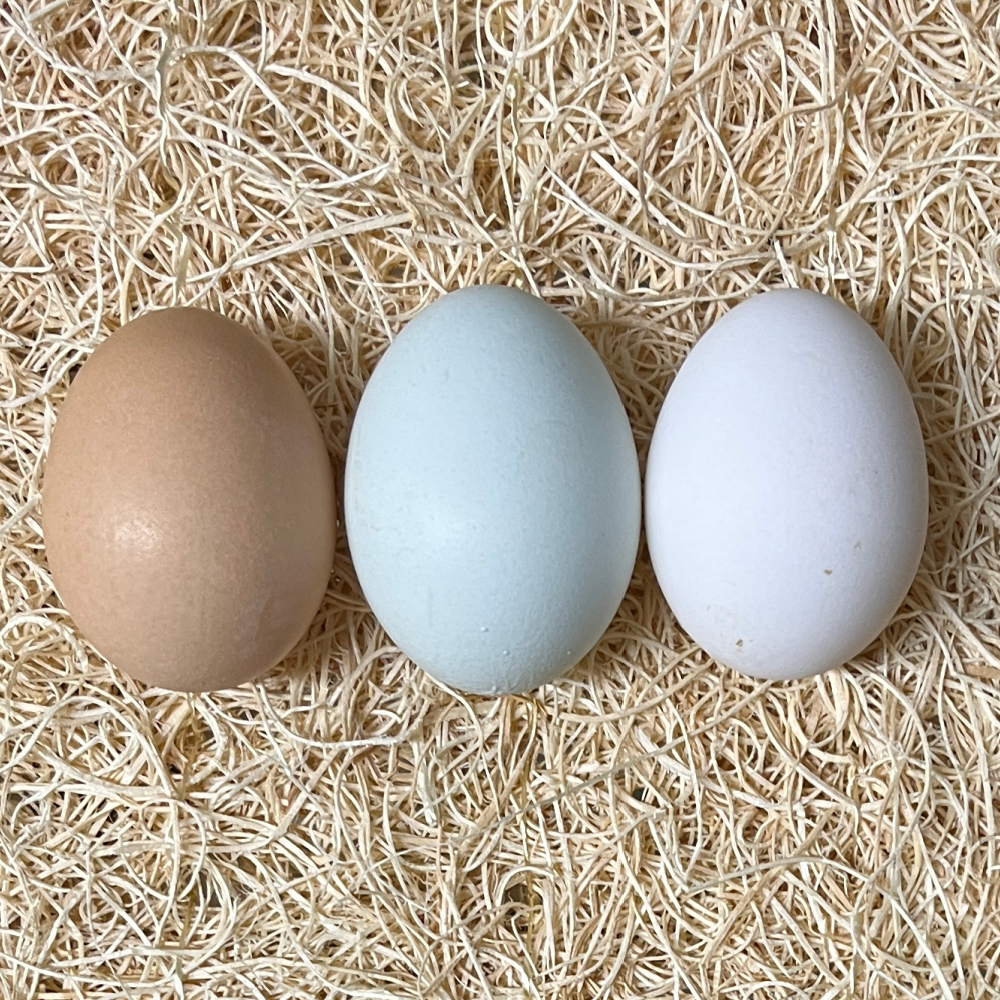 Green Queen Hatching Eggs