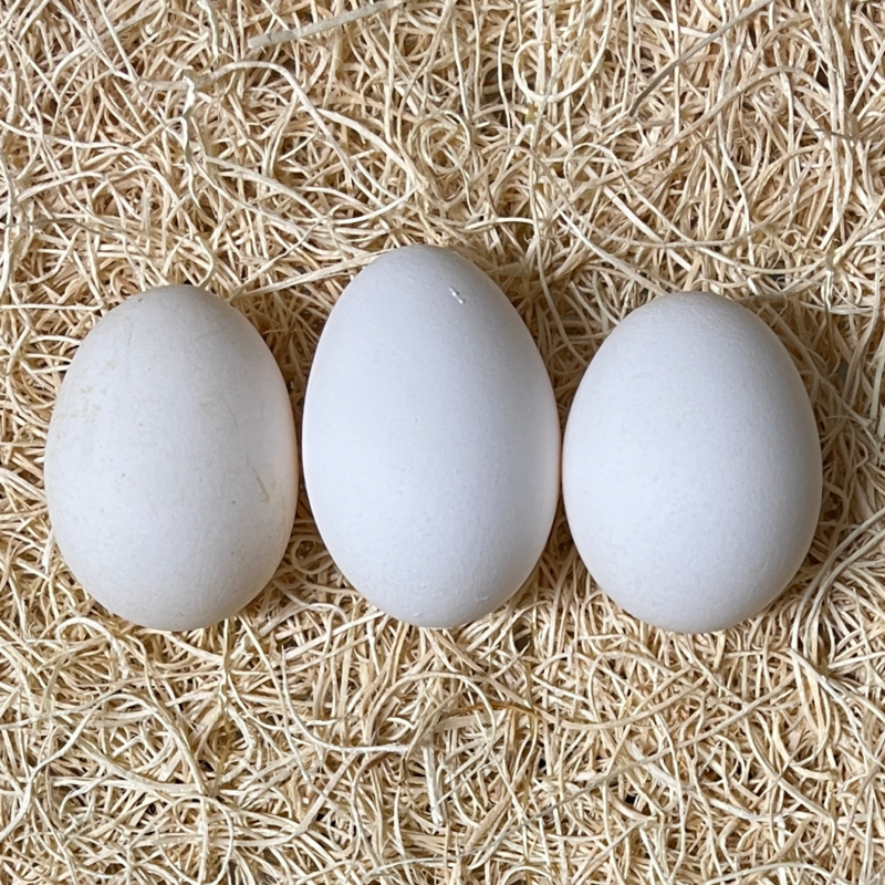 Buff Laced Polish Hatching Eggs