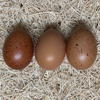 Dark Brown Egg Layers
