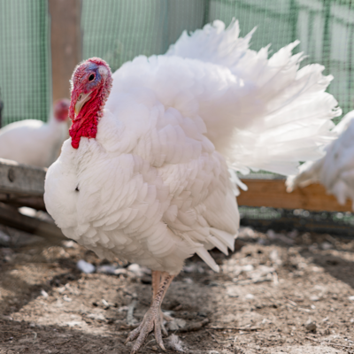 Meyer Hatchery's Signature Broad Breasted White Turkey
