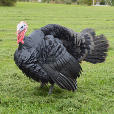 Meyer Hatchery's Signature Broad Breasted Black Turkeys