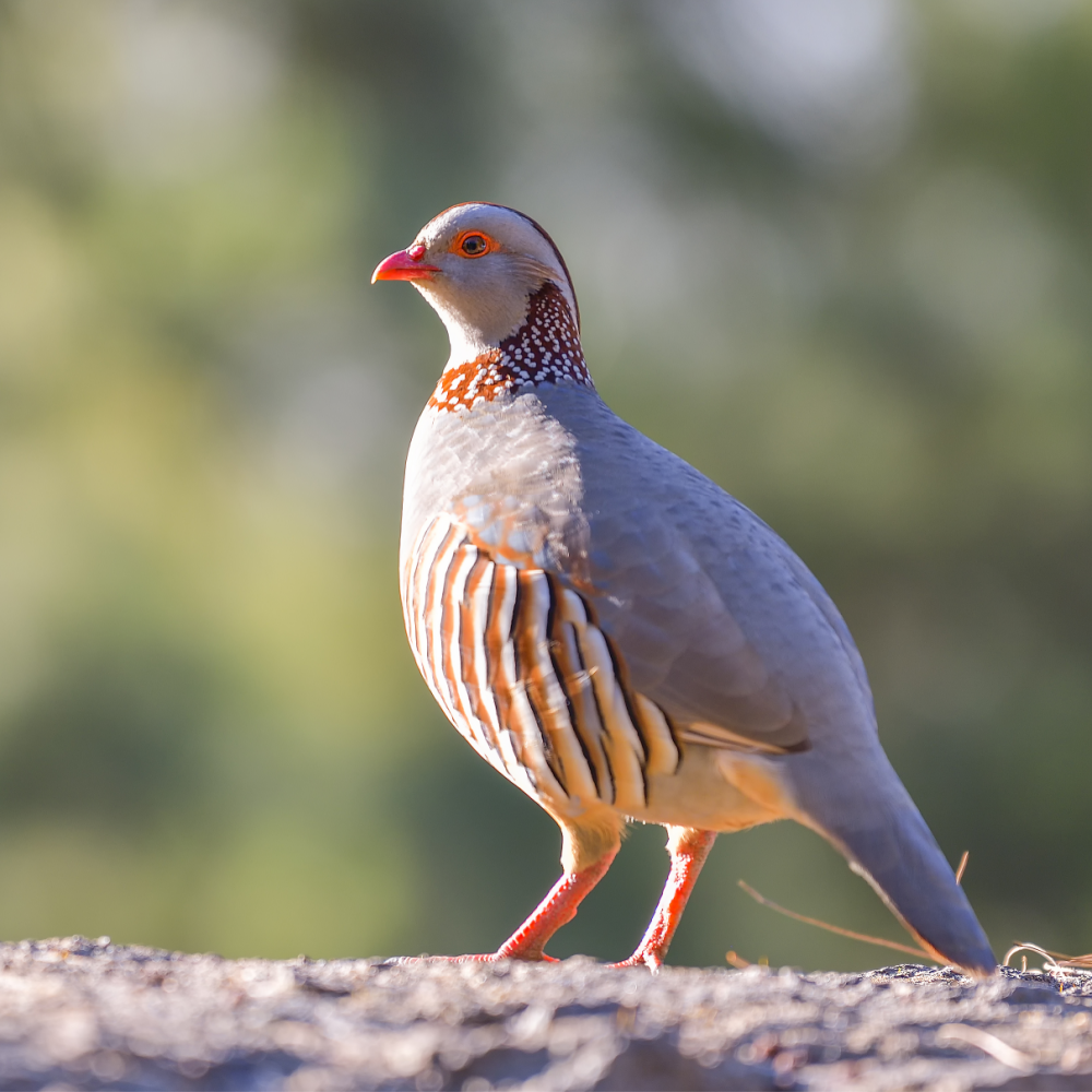 Barbary Partridge Juvenile Pair