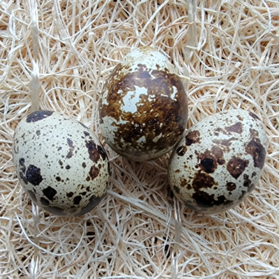 Jumbo White Coturnix Quail Hatching Eggs