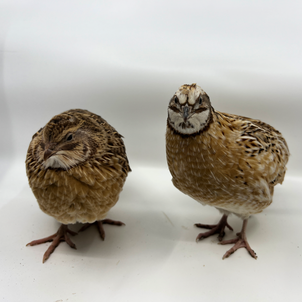 Feather Sexable Assorted Coturnix Quail Hatching Eggs