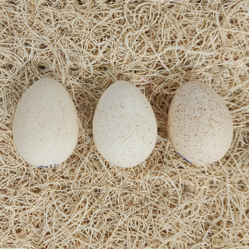 Meyer Hatchery's Signature BroadBreasted White Turkey Hatching Eggs