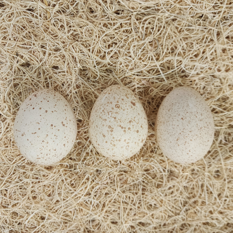 Meyer Hatchery's Signature Broad Breasted Black Turkey Hatching Eggs