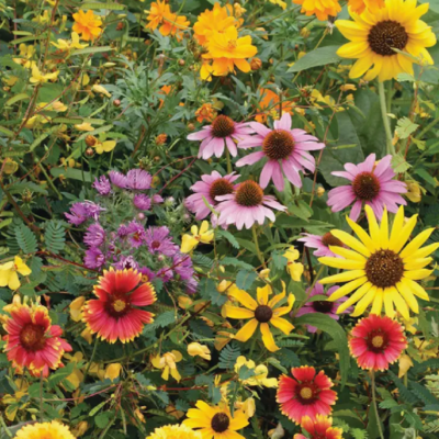 Bentley Seed Co Butterfly Attracting Seed Mix