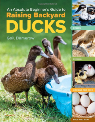 An Absolute Beginner&#39;s Guide to Raising Backyard Ducks