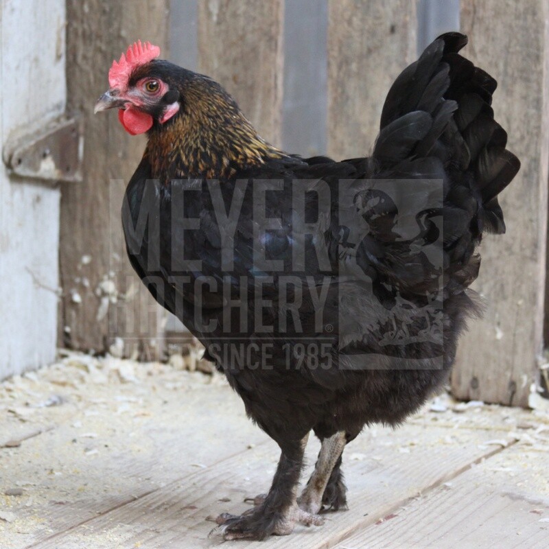Black Copper Marans Hatching Eggs