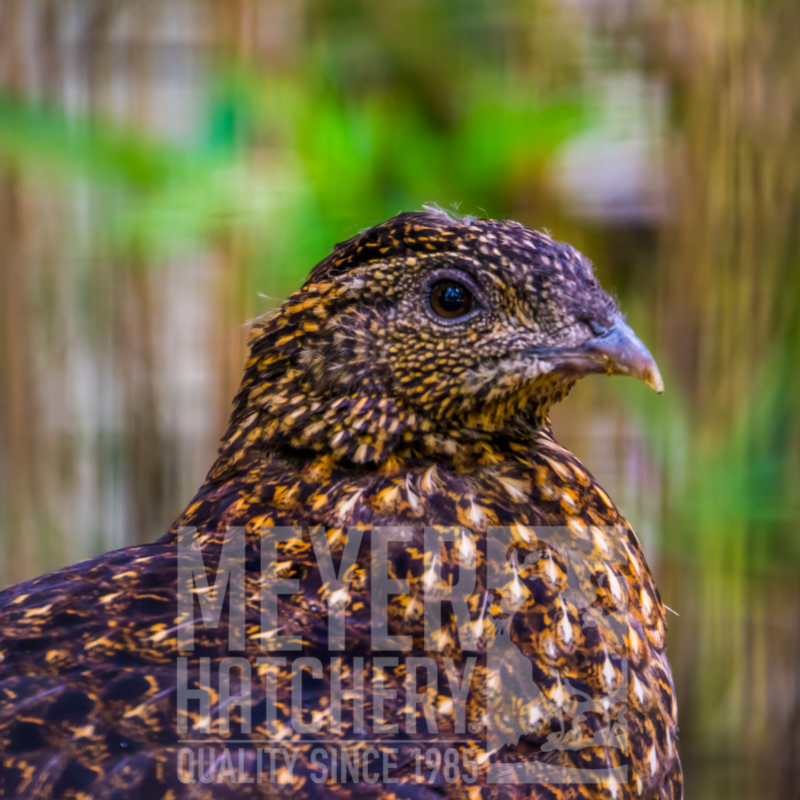 Temminck's Tragopan Pheasant Female