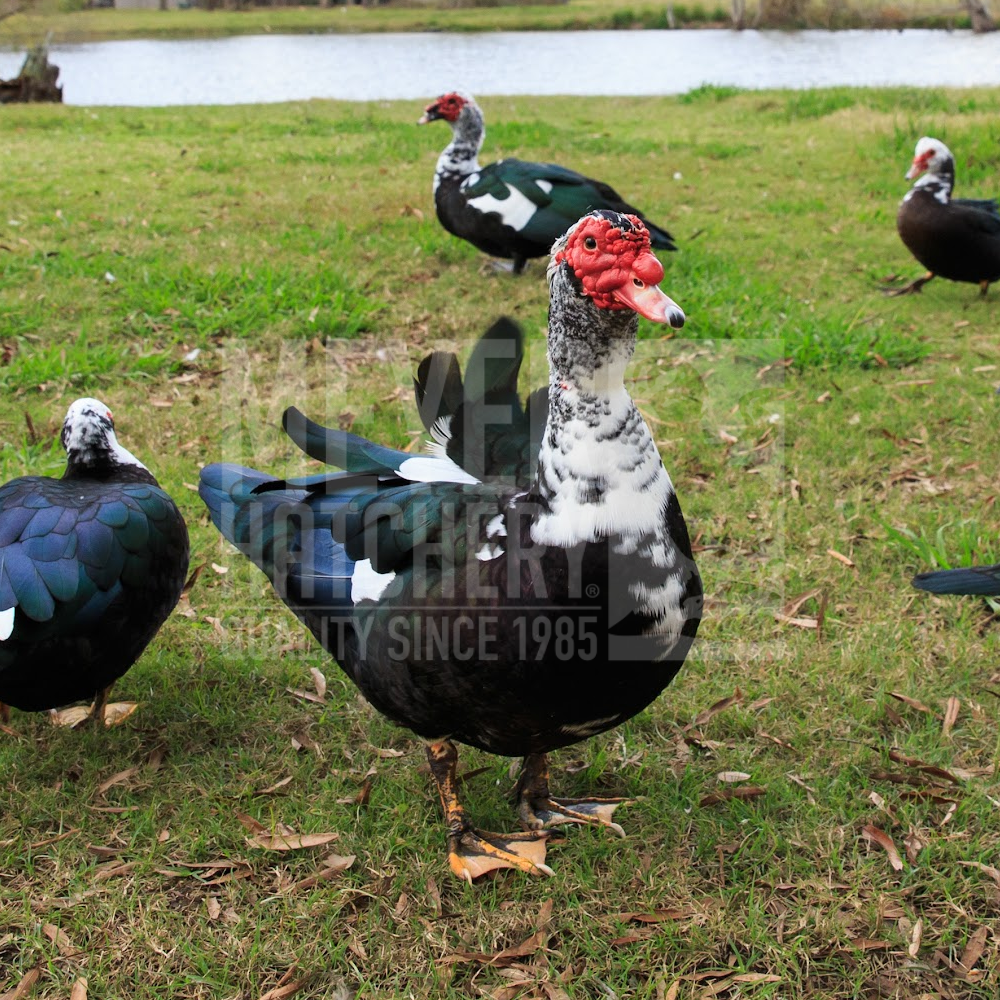 Assorted Muscovy Day Old Ducklings