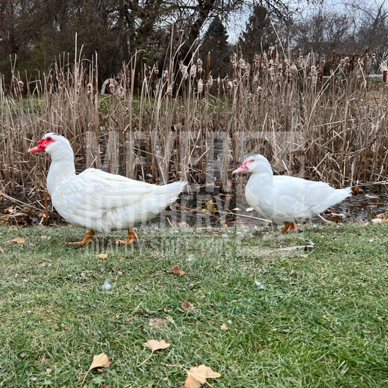 White Muscovy Day Old Ducklings