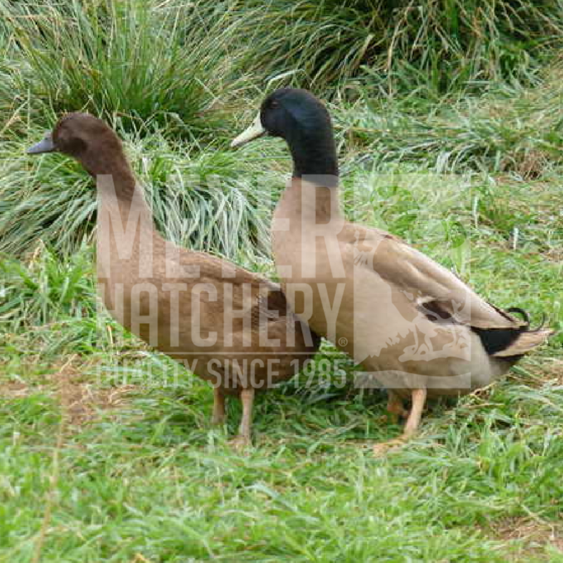 Hatchery Choice Layer Day Old Ducklings
