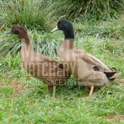 Hatchery Choice Layer Day Old Ducklings