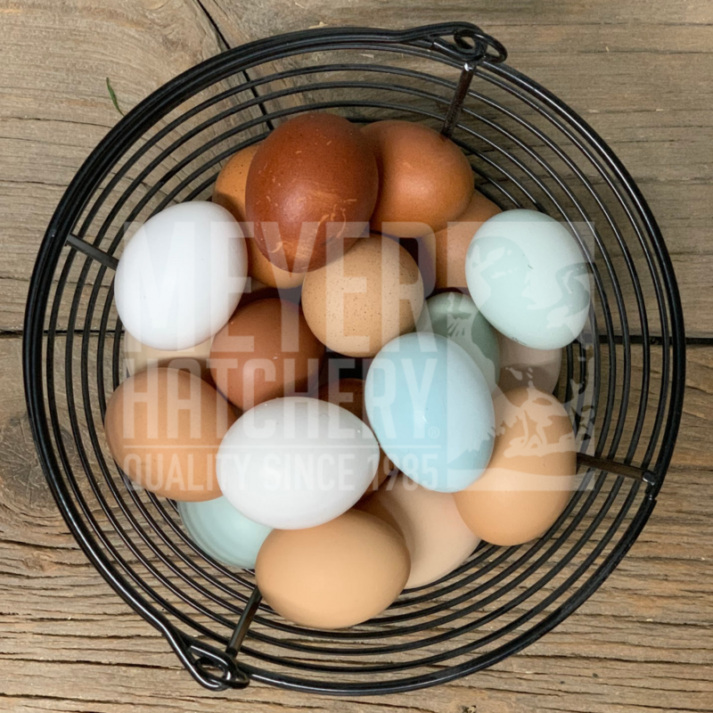 Overhatch Day Old Chicks
