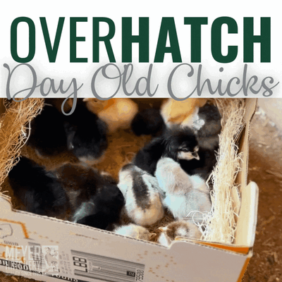 Overhatch Day Old Chicks