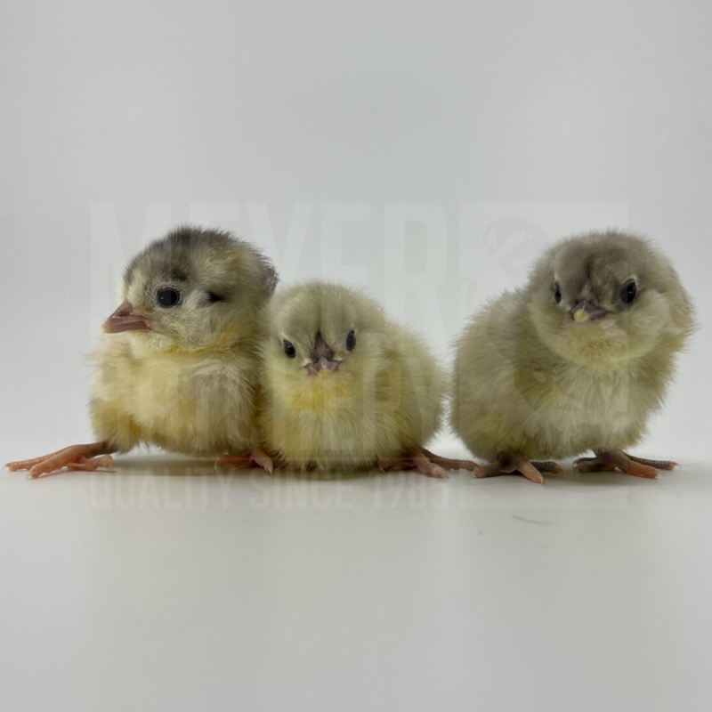 Splash Ameraucana Day Old Chicks